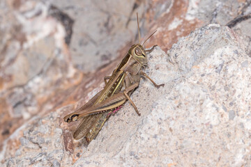 Lamenting grasshopper, Eyprepocnemis plorans, posed on a rock under the sun