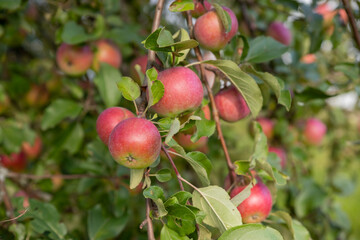 Apple tree branch with red apples on a blurred background during ripening.Ripe organic crops growing and hanging on a lush green fruit tree branch ready for harvest on a sunny summer day.
