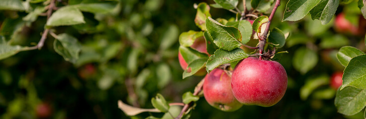 Apple tree branch with red apples on a blurred background during ripening.Ripe organic crops growing and hanging on a lush green fruit tree branch ready for harvest on a sunny summer day.