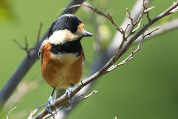 varied tit on a branch