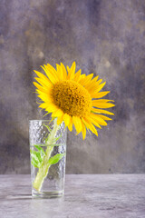 A lone young sunflower in a glass on a gray table. Summer still life. Vertical view