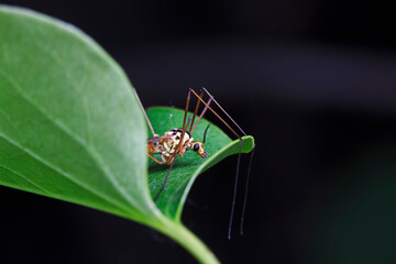 A big mosquito lives in the wild, North China