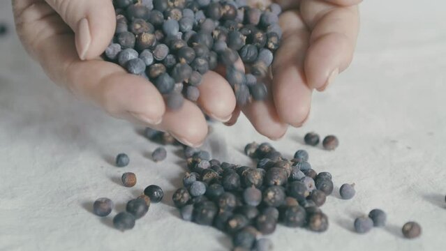 Juniper berries are spilled on a white tablecloth by two women's hands in slow motion