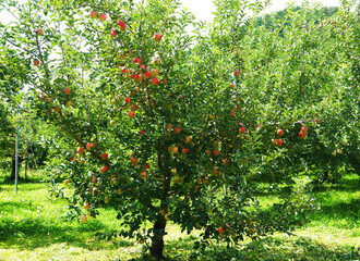 収穫期のリンゴの木 　群馬県利根郡