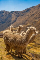 LAMA OF PERU