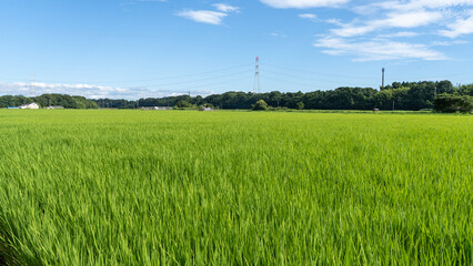 田んぼと森が見える田舎のゆったりとした風景