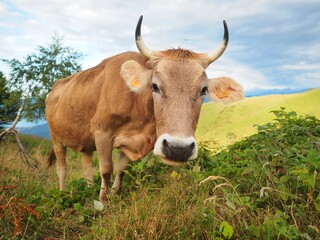 アルプスの牛の放牧
