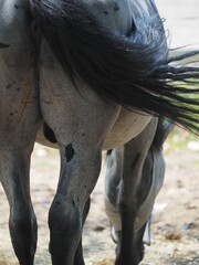 Fototapeta premium 馬のおしり