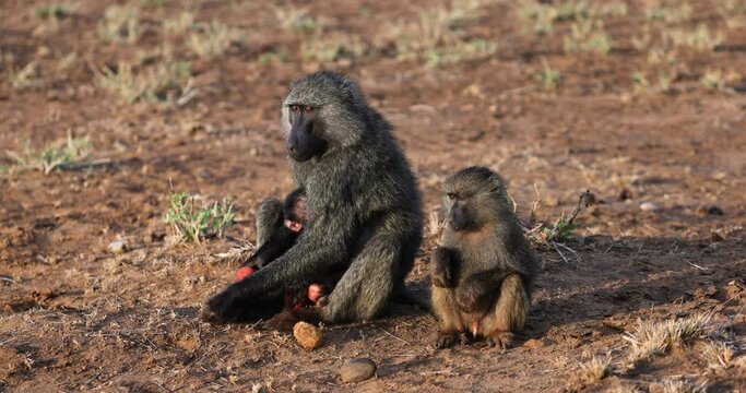 Baboons eat sitting in the savannah