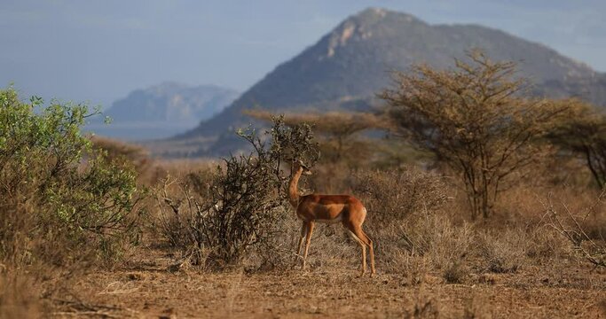 A gerenuk eats in the savannah