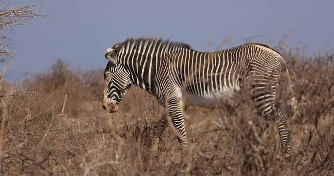 A grevy's zebra walks in the savannah