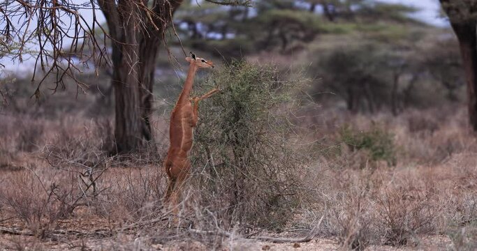 A gerenuk eats in the savannah