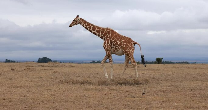 A giraffe family is walking in the savannah
