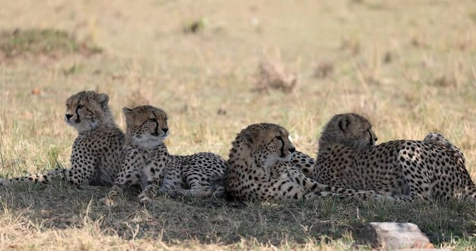 A cheetah family rests and observes in the savannah