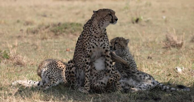 A cheetah family rests and observes in the savannah