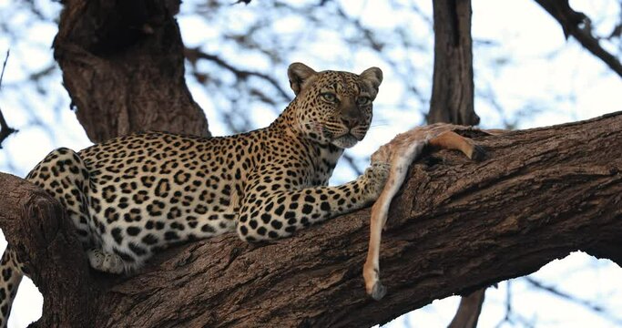 A leopard eats an antelope in a tree