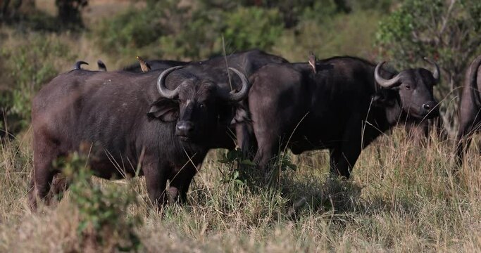 A buffalo family eats grass in the savannah