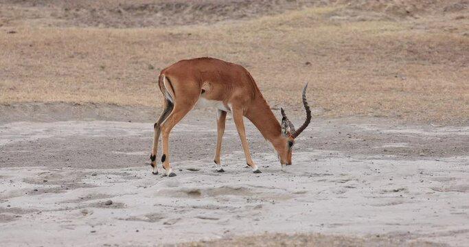 An impala eats grass in the savannah