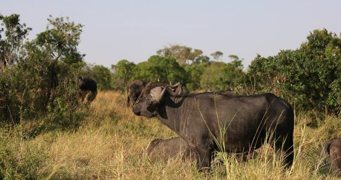A buffalo family eats grass in the savannah
