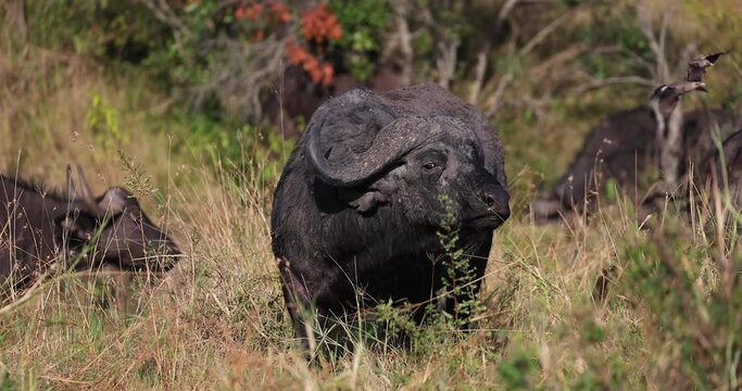A buffalo family eats grass in the savannah