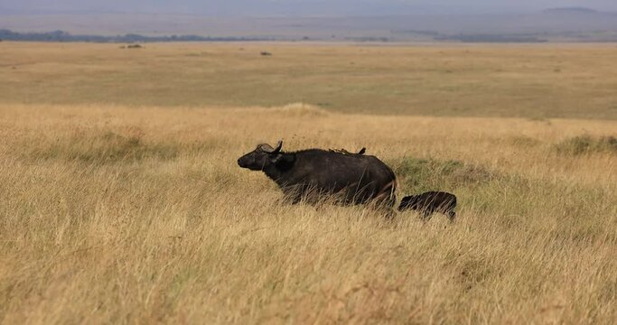 A buffalo family is walking in the savannah
