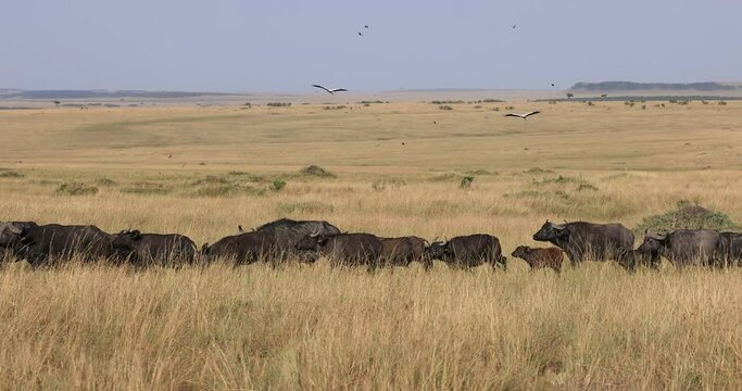 A buffalo family is walking in the savannah