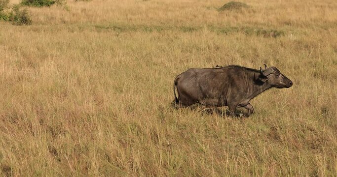 A buffalo family is walking in the savannah
