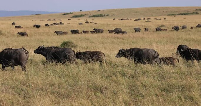 A buffalo family is walking in the savannah