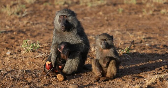 Baboons eat sitting in the savannah