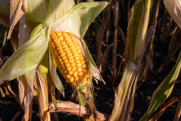 Corn on the cob on the corn field. Autumn harvesting. Close-up of yellow corncob