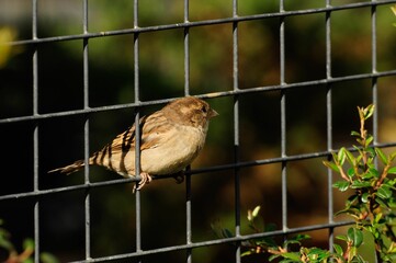 Beautiful shot of a female sparrow perching on grid wire fence in the garden on a sunny day