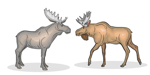 Animals, an image of a wild moose. Color image. Vector drawing.
