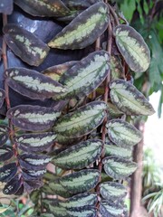 a photo of a hanging ornamental plant called Pellionia