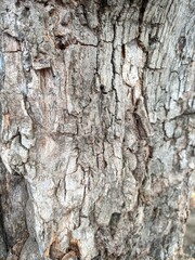 a close-up photo of tree bark. brown and rough