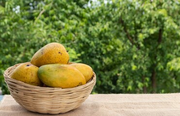 Obraz na płótnie Canvas Ripe Mangoes in a Bamboo Basket Isolated on Wooden Table with Copy Space for Texts Writing
