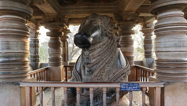 The Big Carving Sculpture of Nandi in Front of Hoysaleshwara Temple, Halebeedu, Hassan, Karnataka, India.