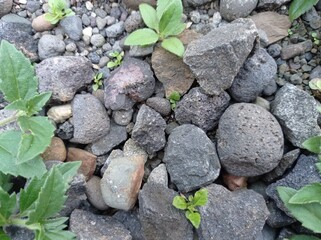 a close-up photo of the pebbles. gray and oval and round