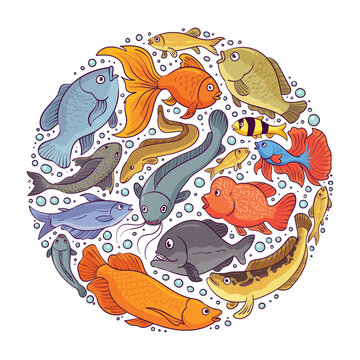 hand drawn several freshwater fish