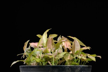 Fototapeta na wymiar plants in pot on dark background