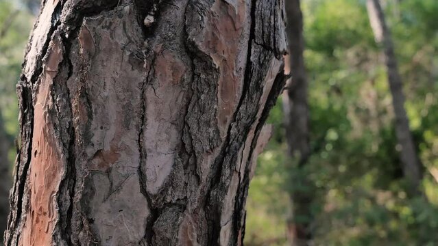 Carezza ad un albero