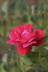 Fototapeta premium A beautiful red rose opened its bud and smiles at the sun