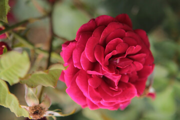 The scarlet rose has blossomed in the garden on the alley and surprises with its beauty
