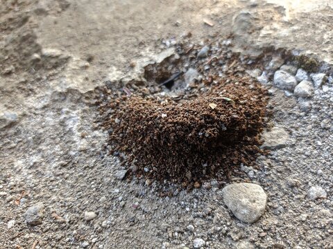 a photo of the hole from the ant house on the ground