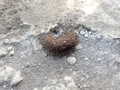 a photo of the hole from the ant house on the ground