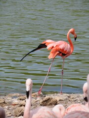 flamant rose
