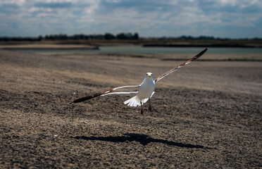 Close-up with seagull landing on ground with its wings open and background out of focus