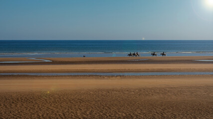 People strolling along seashore with horses and dog on summer day
