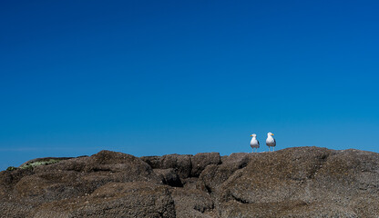 Pair of seagulls sitting on top of rocks of sea against clear blue sky