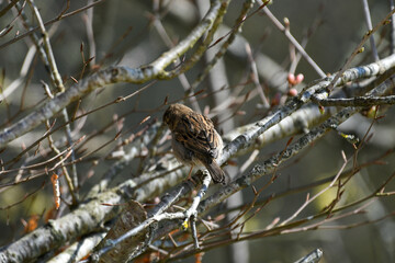sparrow on branch