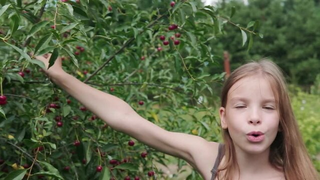 A girl collects a red ripe cherry from a tree in the orchard